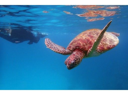 屋久島 シュノーケリング 憧れのウミガメに会いたい ウミガメと泳ぐシュノーケリングツアー アクティビティジャパン 屋久島 シュノーケリング 憧れのウミガメに会いたい ウミガメと泳ぐシュノーケリングツアー アクティビティジャパン