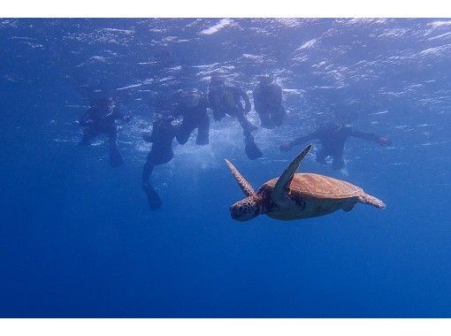 屋久島 シュノーケリング ウミガメ遭遇率90 の海でウミガメと泳ごう 手軽に参加できるシュノーケリングツアー トラベルコ