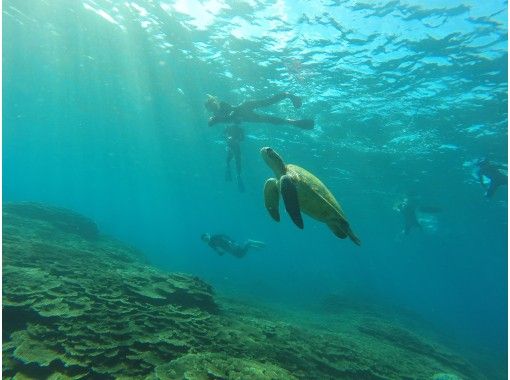 東京 八丈島 海との一体感 素もぐりシュノーケリング体験 アクティビティジャパン
