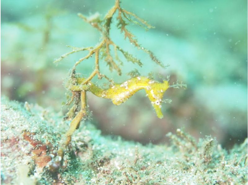 [Fukui ・ Echizen] Experience in the beautiful sea of Echizen Blue Diving Let's do it! Plenty of 2 dive plans ♪の紹介画像