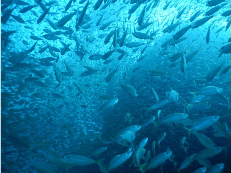 [Fukui ・ Echizen] Experience in the beautiful sea of Echizen Blue Diving Let's do it! Plenty of 2 dive plans ♪の紹介画像