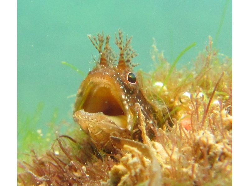 [Fukui ・ Echizen] Experience in the beautiful sea of Echizen Blue Diving Let's do it! Plenty of 2 dive plans ♪の紹介画像