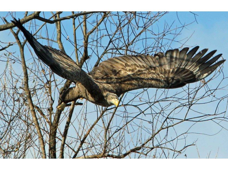 【北海道・十勝】野鳥ガイドと行く！ワシ観察プレミアムクルーズの紹介画像