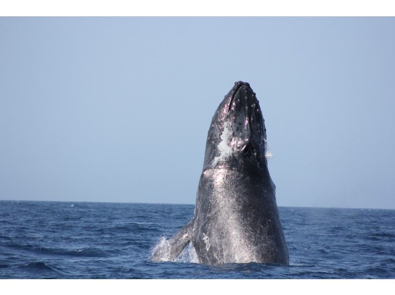 [โอกินาว่า/ท่าเรือโมโตบุ] ดูปลาวาฬจำนวนจำกัดในฤดูหนาว (หลักสูตรครึ่งวัน) ใกล้พิพิธภัณฑ์สัตว์น้ำชูราอุมิ! ★แขกหมายเลข 1 บนเรือโอกินาว่าตอนเหนือ★の紹介画像