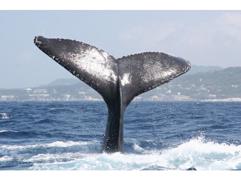 [โอกินาว่า/ท่าเรือโมโตบุ] ดูปลาวาฬจำนวนจำกัดในฤดูหนาว (หลักสูตรครึ่งวัน) ใกล้พิพิธภัณฑ์สัตว์น้ำชูราอุมิ! ★แขกหมายเลข 1 บนเรือโอกินาว่าตอนเหนือ★の紹介画像