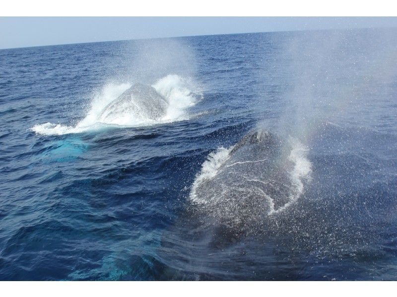 [Okinawa/Motobu Port] Winter limited whale watching (half-day course) near Churaumi Aquarium! ★No. 1 number of guests onboard Northern Okinawa★の紹介画像