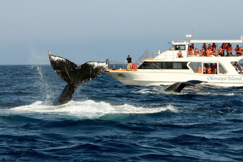 沖縄の事業者「沖縄アイランドクルー（Okinawa
