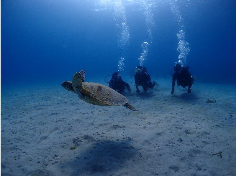 【屋久島・体験ダイビング】初心者専門店｜一番人気！たっぷり遊泳｜スタンダード1ダイブロング（60分）｜専用施設＆温水シャワー完備（海から2分の紹介画像