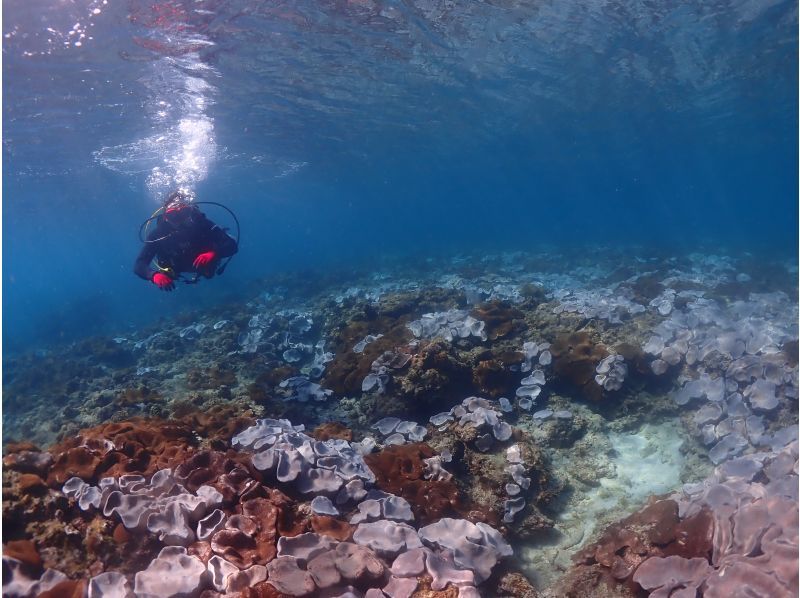 【屋久島・体験ダイビング】初心者専門店｜一番人気！たっぷり遊泳｜スタンダード1ダイブロング（60分）｜専用施設＆温水シャワー完備（海から2分の紹介画像