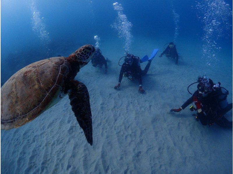 【屋久島・体験ダイビング】初心者専門店｜一番人気！たっぷり遊泳｜スタンダード1ダイブロング（60分）｜専用施設＆温水シャワー完備（海から2分の紹介画像