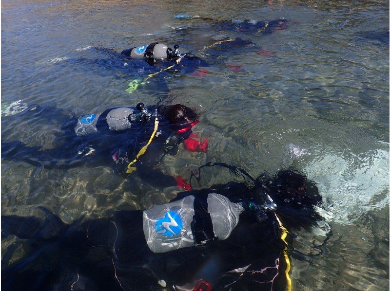 【屋久島・体験ダイビング】初心者専門店｜一番人気！たっぷり遊泳｜スタンダード1ダイブロング（60分）｜専用施設＆温水シャワー完備（海から2分の紹介画像