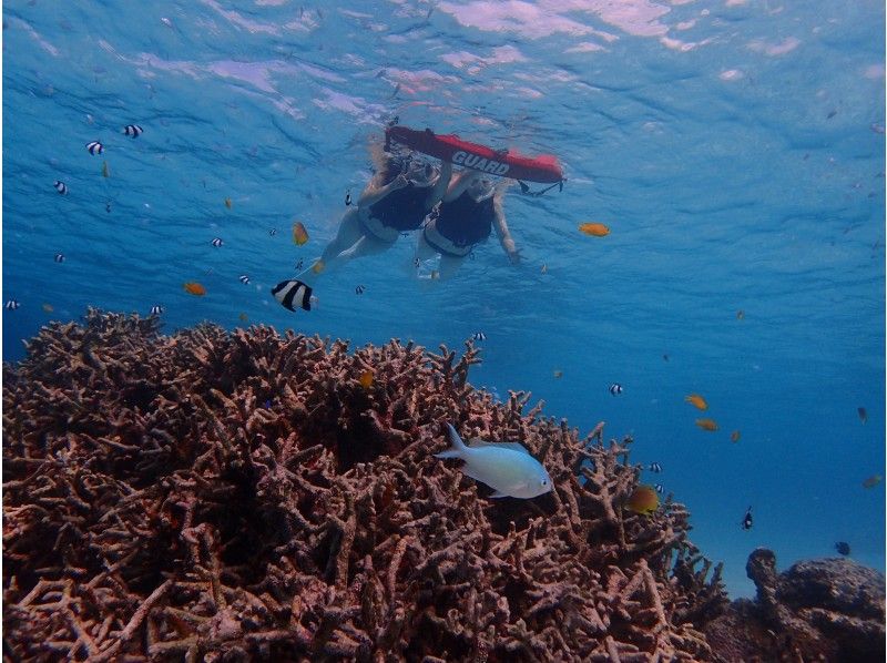 水中カメラレンタル無料♪卒業旅行・春休み旅行☆★思い出写真たくさん撮ります☆幻の島上陸＋国内最大級の石西礁湖