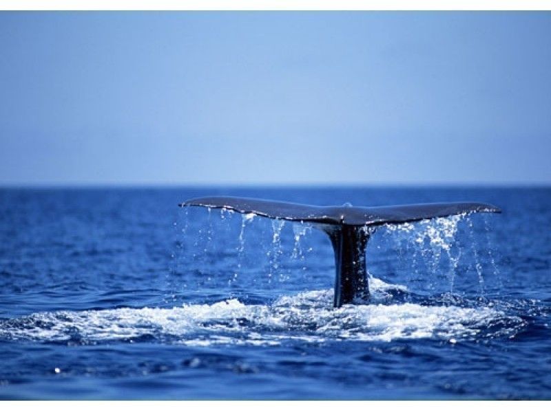 【那覇発・半日・AM便】ホエールウォッチングツアー♪20,000名の乗船実績！那覇市内送迎あり★の紹介画像