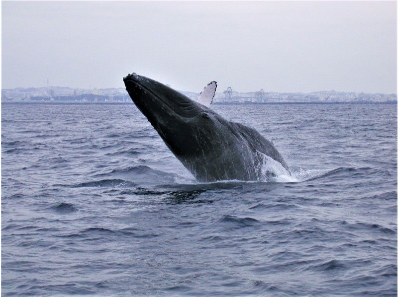 【那覇発・半日・AM便】ホエールウォッチングツアー♪20,000名の乗船実績！那覇市内送迎あり★の紹介画像