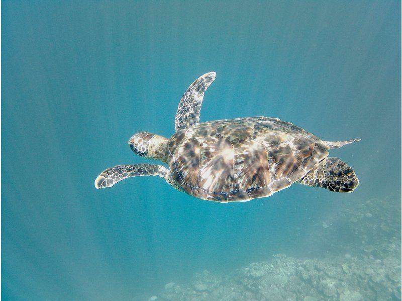 【沖縄・石垣島】青の洞窟とウミガメのシュノーケリング！１時間半のお気軽コース！【当日予約大歓迎】の紹介画像