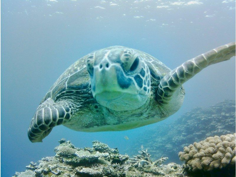 【沖縄・石垣島】当日予約＆初心者大歓迎♪青の洞窟とウミガメシュノーケリング！１時間半のお気軽コース！高遭遇ウミガメやニモも◎写真＋器材無料！の紹介画像