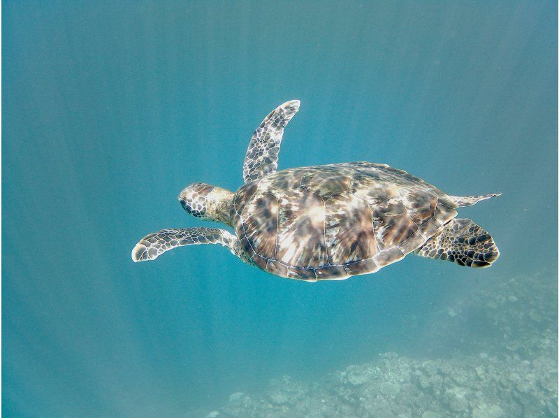 【沖縄・石垣島】当日予約＆初心者大歓迎♪青の洞窟とウミガメシュノーケリング！１時間半のお気軽コース！高遭遇ウミガメやニモも◎写真＋器材無料！の紹介画像