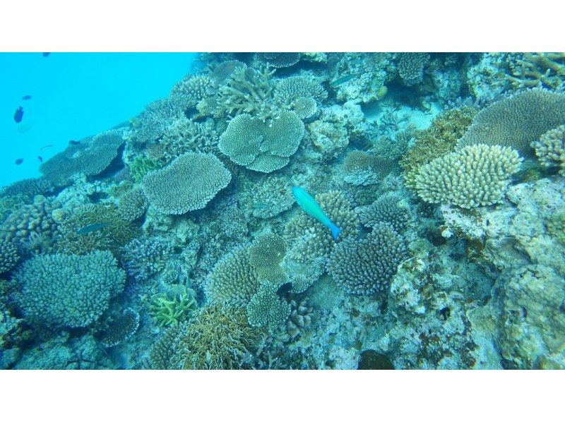 【沖縄・石垣島】当日予約＆初心者大歓迎♪青の洞窟とウミガメシュノーケリング！１時間半のお気軽コース！高遭遇ウミガメやニモも◎写真＋器材無料！の紹介画像