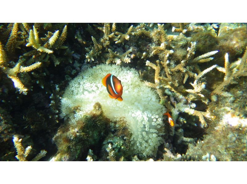 【沖縄・石垣島】当日予約＆初心者大歓迎♪青の洞窟とウミガメシュノーケリング！１時間半のお気軽コース！高遭遇ウミガメやニモも◎写真＋器材無料！の紹介画像