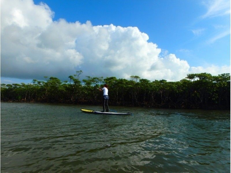 【沖縄・石垣島】マングローブのSUP探検！マングローブや動植物が生息する豊かな自然を散歩しよう！の紹介画像