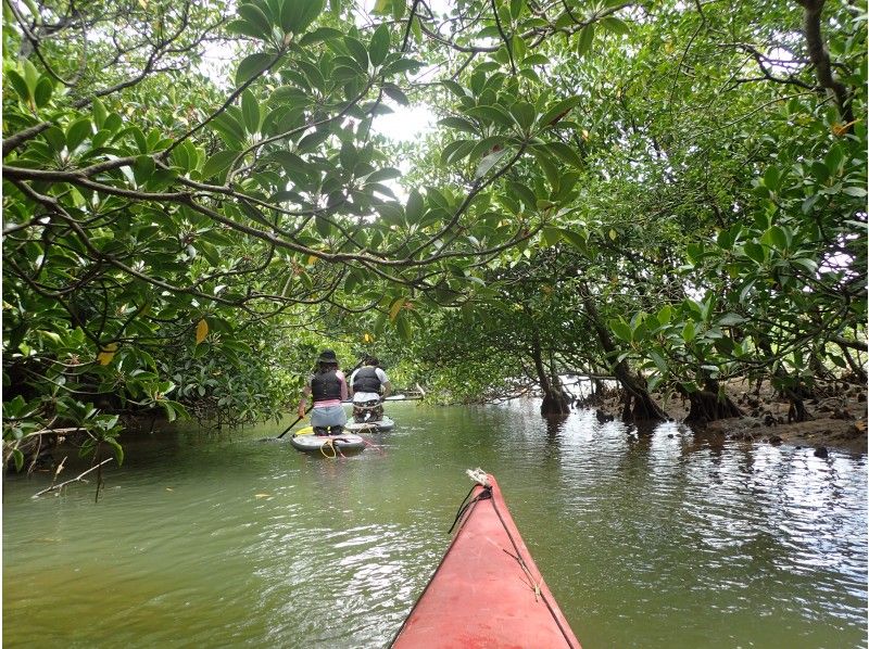 [Okinawa/Ishigaki Island] Mangrove SUP exploration! Let's take a walk through the rich nature where mangroves and flora and fauna live!の紹介画像
