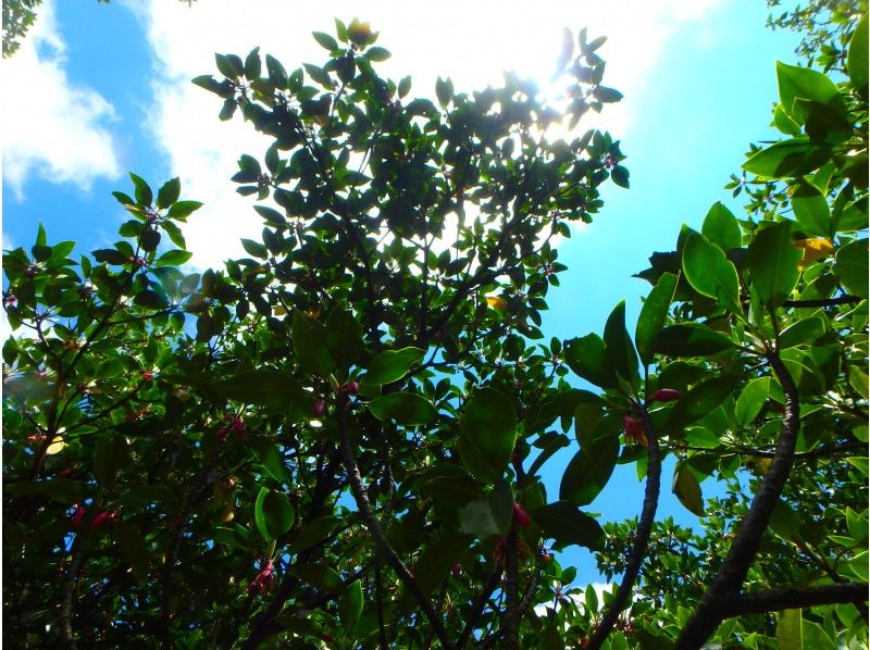 [冲绳石垣岛]探索红树林树液！漫步在红树林，动植物的丰富自然中！の紹介画像