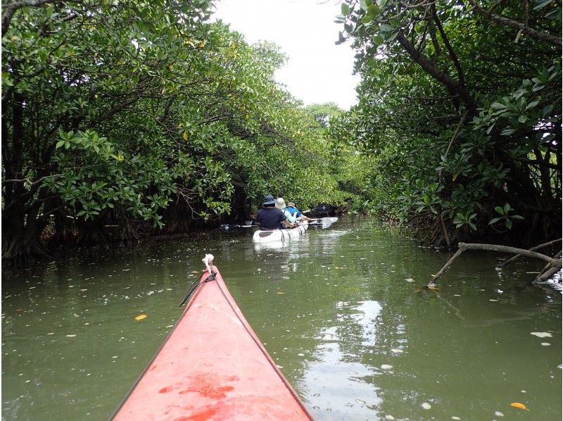 [Okinawa Ishigaki island] Kayak exploration of mangroves ☆ 1 hour casual course!の紹介画像