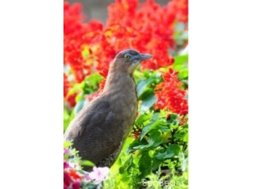 沖縄 石垣島 石垣島ここだけ バードウオッチング 野鳥撮影ツアー 1日コース アクティビティジャパン