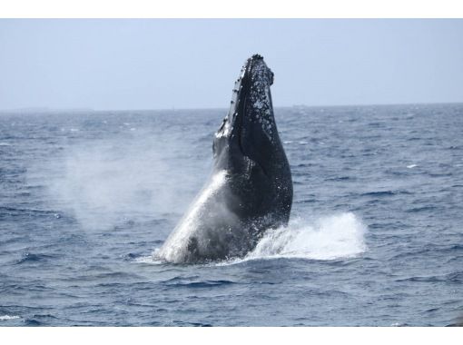 那覇発 ホエールウォッチング 全額返金保証 全日程 鯨を見つける技術がピカイチ海人船長 半日プラン アクティビティジャパン