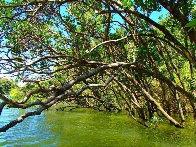 Super Summer Sale 2024☆ Mangrove kayaking for ages 2 and up♪《Reservations available on the day, free photo data, free smartphone case rental, hot showers available》の紹介画像