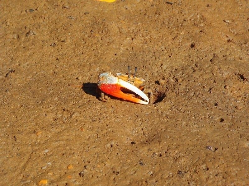 当日予約OK！【沖縄/嘉手納】水平線に沈む夕日を追いかける気分。サンセットカヤックツアー！の紹介画像