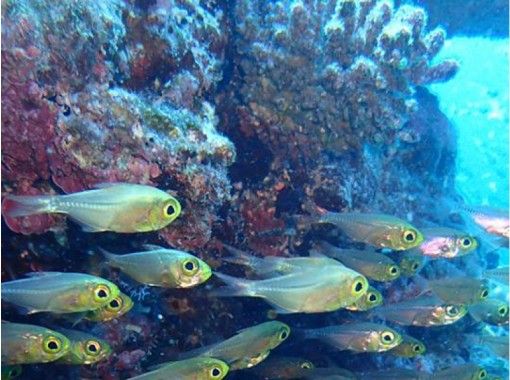 【沖縄/宮古島】ボートシュノーケルで、宮古島周辺の美ら海をじっくりのぞいてみよう! 【沖縄/宮古島】ボートシュノーケルで、宮古島周辺の美ら海をじっくりのぞいてみよう!