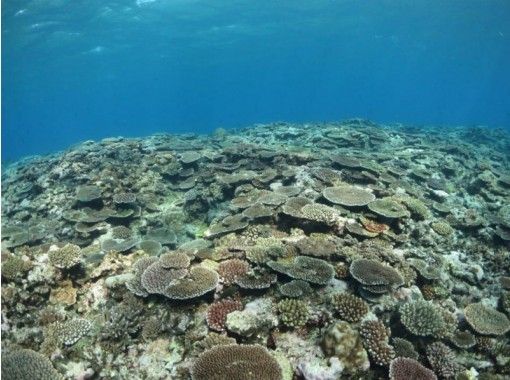 【沖縄/宮古島】ボートシュノーケルで、宮古島周辺の美ら海をじっくりのぞいてみよう! 【沖縄/宮古島】ボートシュノーケルで、宮古島周辺の美ら海をじっくりのぞいてみよう!