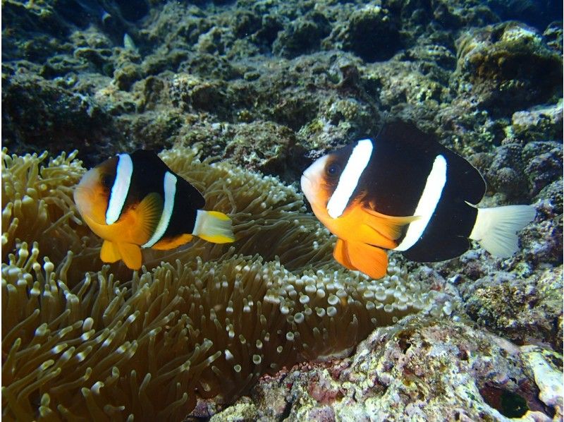 [Special Sale] Experience diving in the Blue Cave in Okinawa! ☆Private tour☆Free photos☆Free equipment rental☆OK for ages 10 and up☆Multiple awards!の紹介画像