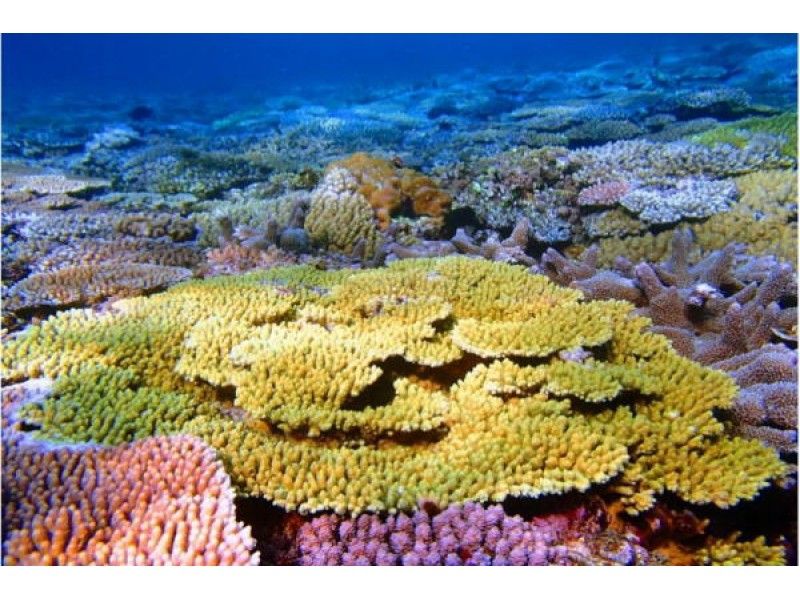 【Okinawa · Honbu-cho】 To the coral field in the unexplored area! C Courseの紹介画像