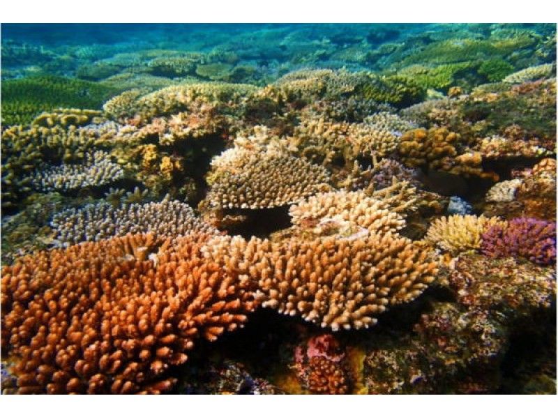 【Okinawa · Honbu-cho】 To the coral field in the unexplored area! C Courseの紹介画像