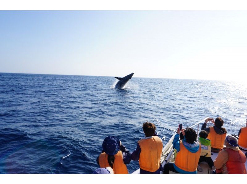 [Northern Okinawa/Headquarters] Winter only! Small Group Luxury Whale Watchingの紹介画像