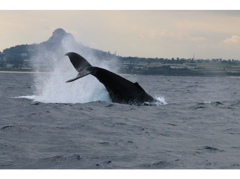 [Northern Okinawa/Headquarters] Winter only! Small Group Luxury Whale Watchingの紹介画像