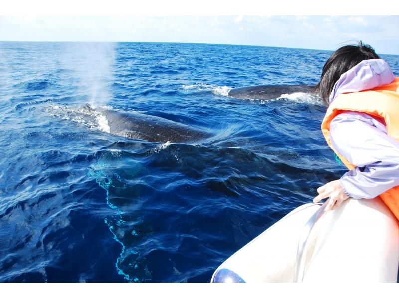 【本部発】ジャングリア沖縄から20分一番近い！少人数制なので全員一番前でウォッチング！お子様も安心船内ソファー席有！ ☆愛犬乗船可♪の紹介画像