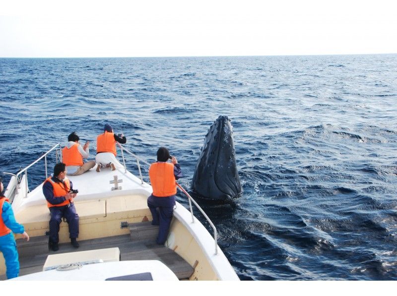 โอกินาว่าの事業者アシビーブルー（ASHIBEEBLUE）によるดูปลาวาฬツアーの様子