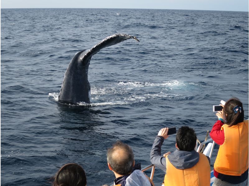 【本部発】ジャングリア沖縄から20分一番近い！少人数制なので全員一番前でウォッチング！お子様も安心船内ソファー席有！ ☆愛犬乗船可♪の紹介画像