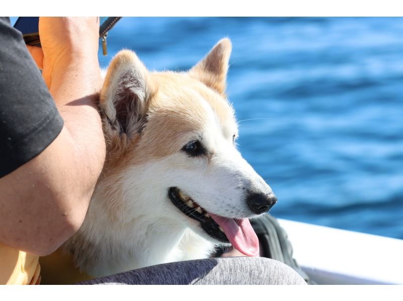 【本部発】ジャングリア沖縄から20分一番近い！少人数制なので全員一番前でウォッチング！お子様も安心船内ソファー席有！ ☆愛犬乗船可♪の紹介画像