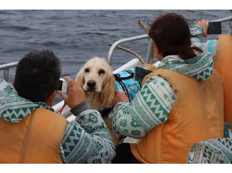 [Northern Okinawa/Headquarters] Winter only! Small Group Luxury Whale Watchingの紹介画像