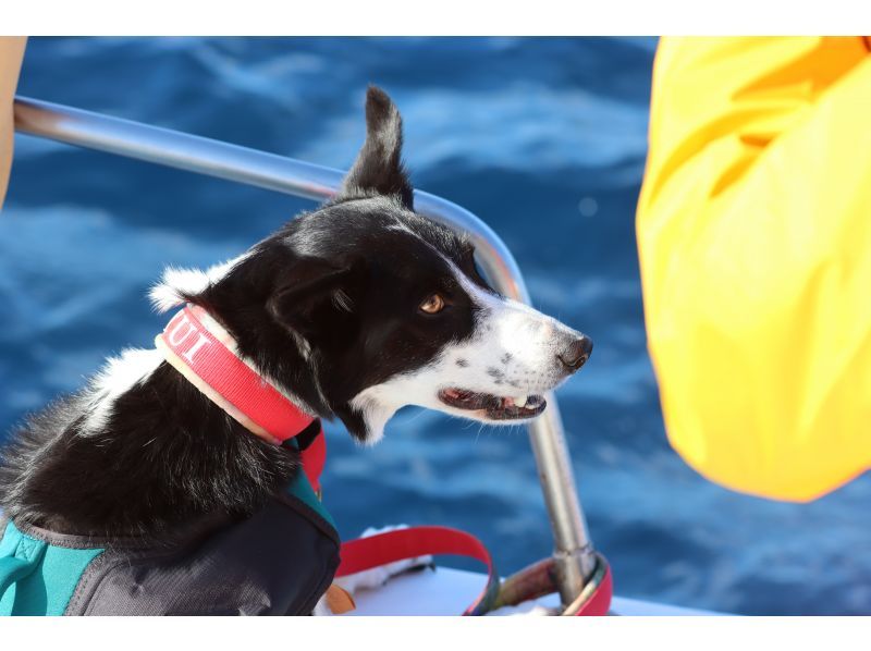 【本部発】ジャングリア沖縄から20分一番近い！少人数制なので全員一番前でウォッチング！お子様も安心船内ソファー席有！ ☆愛犬乗船可♪の紹介画像