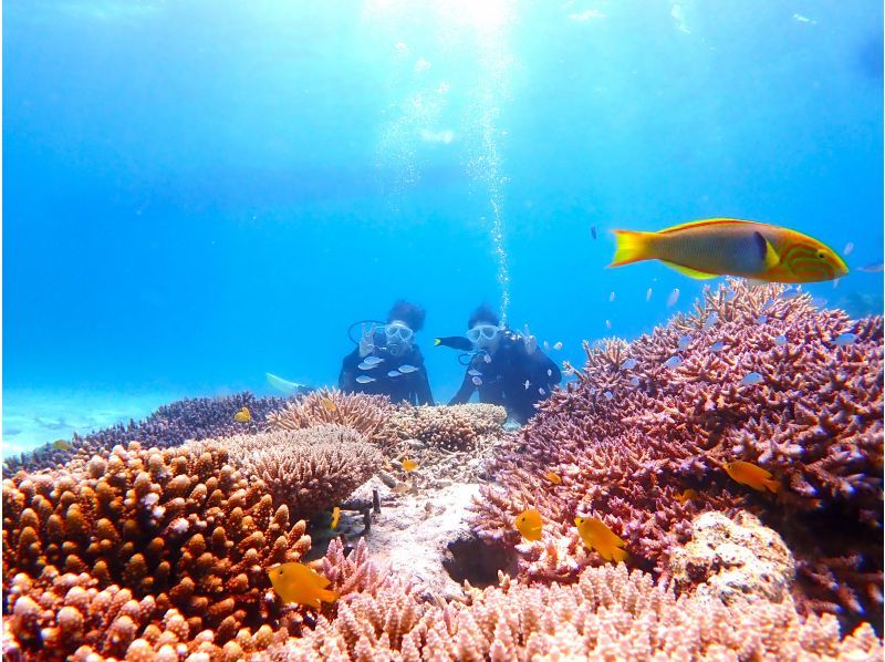 [Half-day enjoyment, experience diving! ! ] Experience diving where you can enjoy both the blue cave and coral reefs!の紹介画像