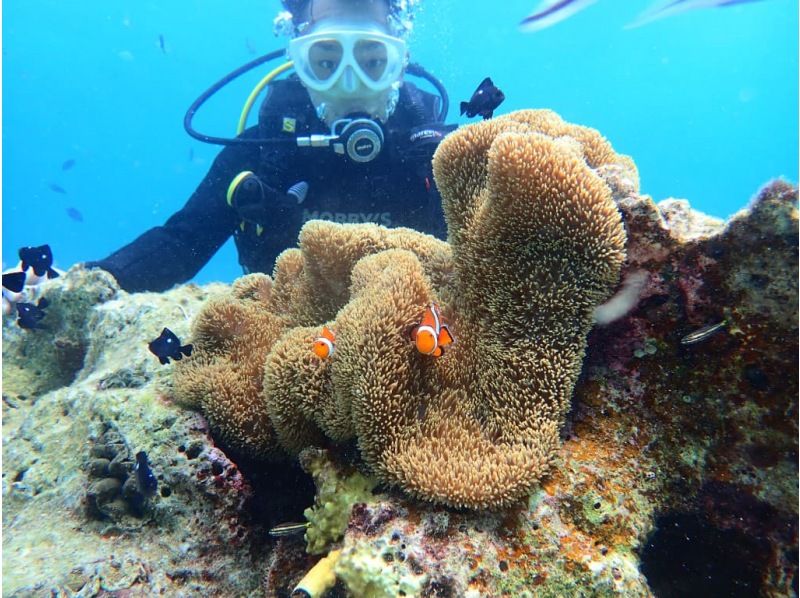 ☆An environmentally friendly diving shop certified by international standards☆ [Enjoy the sea of ​​Onna Village in half a day! ! ] Enjoy snorkeling and trial diving at the coral reefの紹介画像