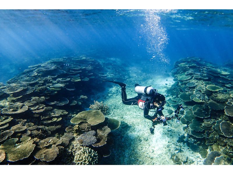 [沖縄·恩納村]享受美麗明！帆船潛水之旅（2次潛水）の紹介画像