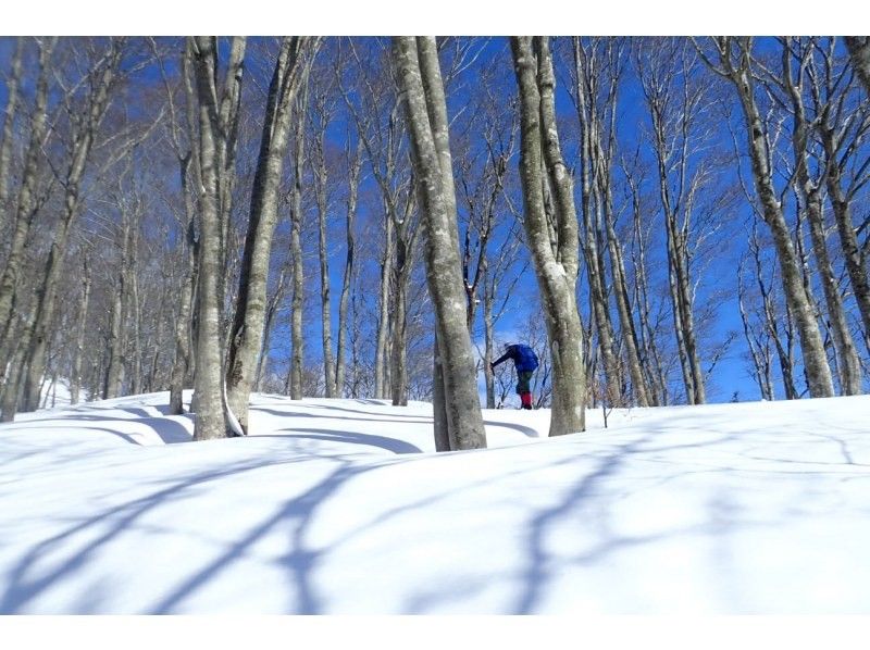 [Kyoto/Shiga border] Children and beginners are welcome! Unexplored region of Kansai! Snow hiking in the Ikusugi forest (warm stew lunch included!)の紹介画像