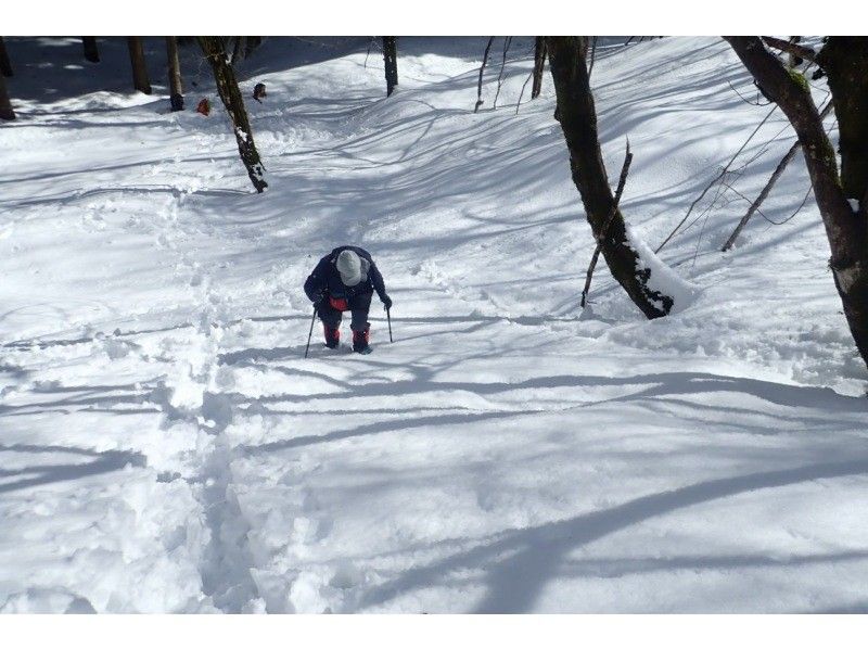 [Kyoto/Shiga border] Children and beginners are welcome! Unexplored region of Kansai! Snow hiking in the Ikusugi forest (warm stew lunch included!)の紹介画像