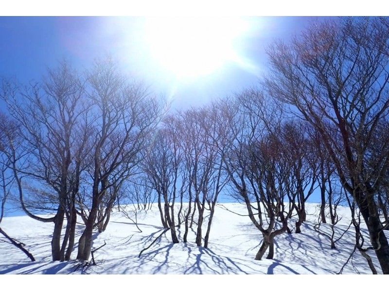 [Kyoto-Shiga Prefecture border] First attempt at climbing a snowy mountain: A hidden area in Kansai! Snow hike to the top of Ashiu and Mikuni Pass (stew lunch included!)の紹介画像